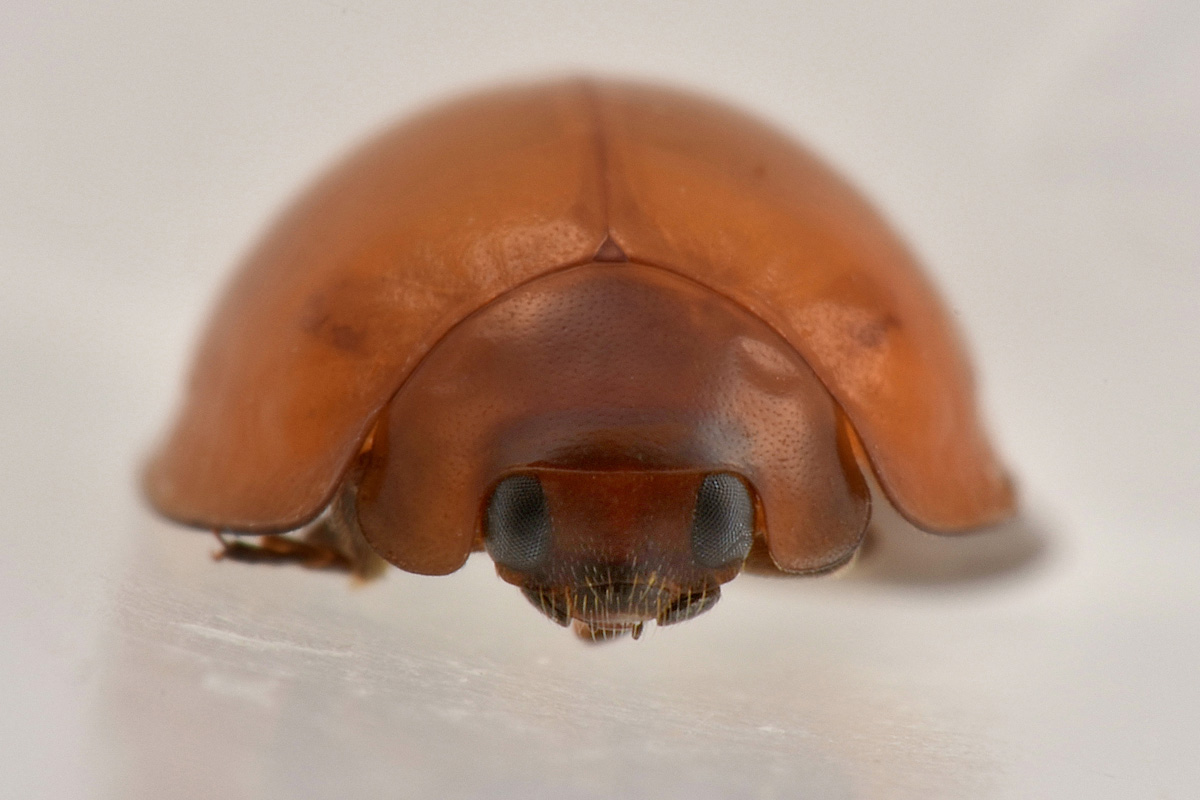 Coccinellidae immatura?  S, Exochomus sp.